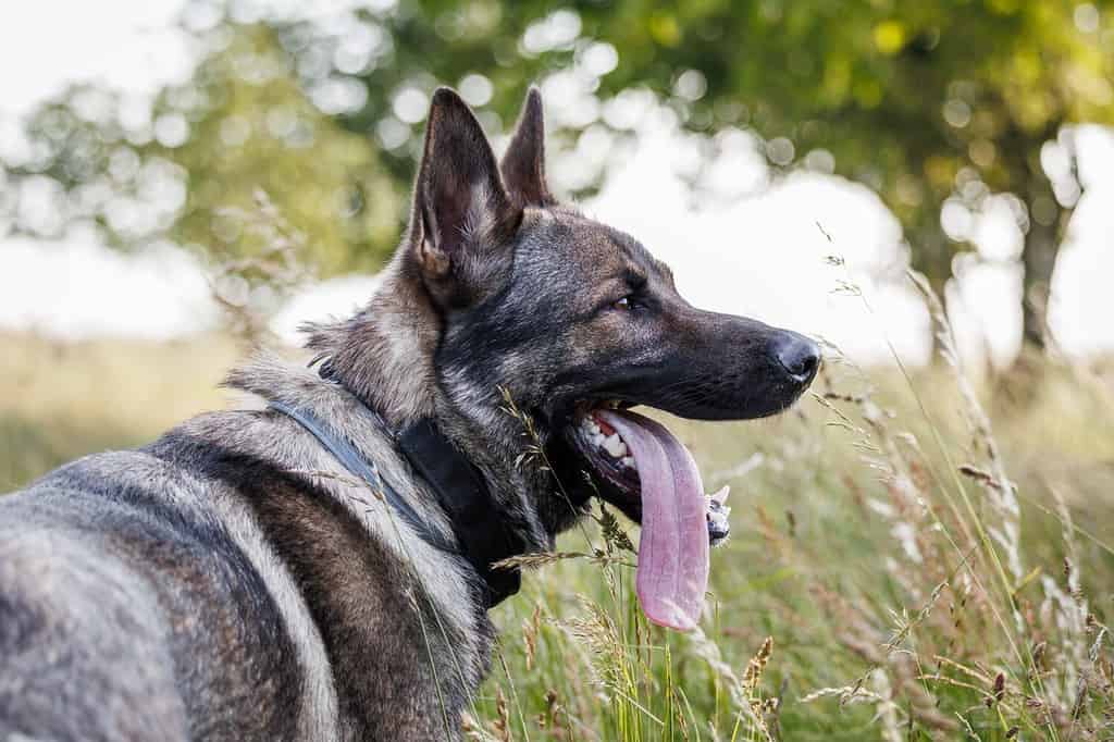 German shepherd outdoors. Portrait of gray dog with tick collar in grass