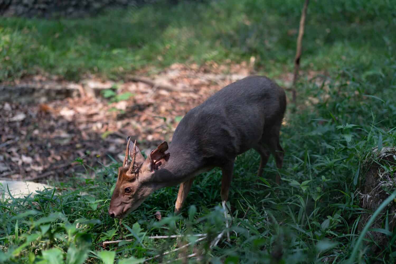 Brown-brocket Deer Mazama gouazoubira looking to the camera in a summer day. High quality photo