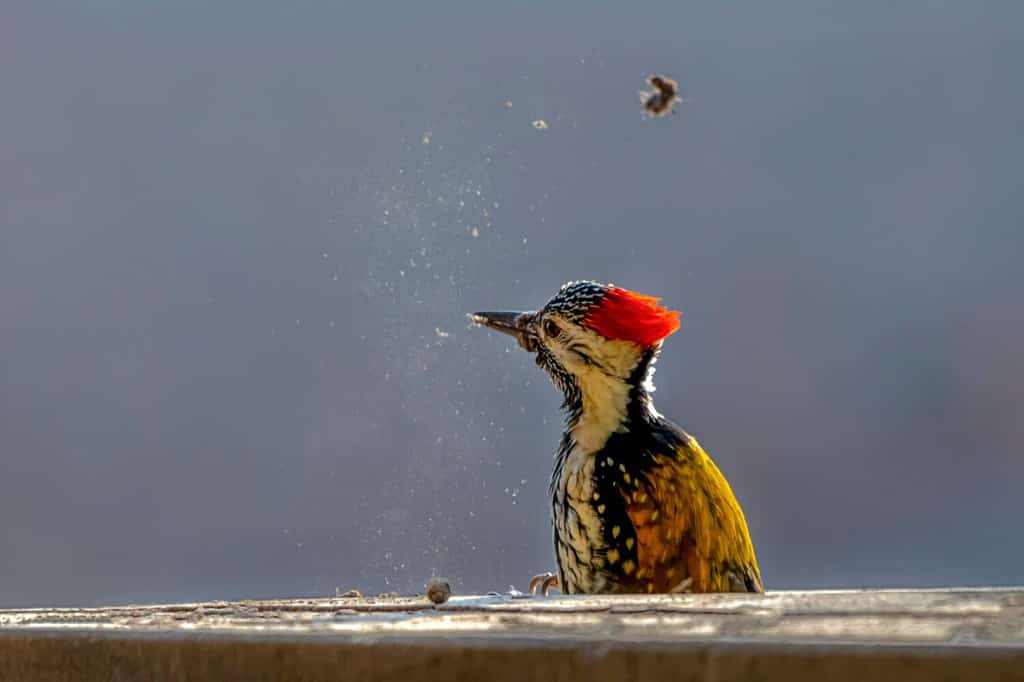 The black-rumped flameback, also known as the lesser golden-backed woodpecker or lesser goldenback, is a woodpecker found widely distributed in the Indian subcontinent