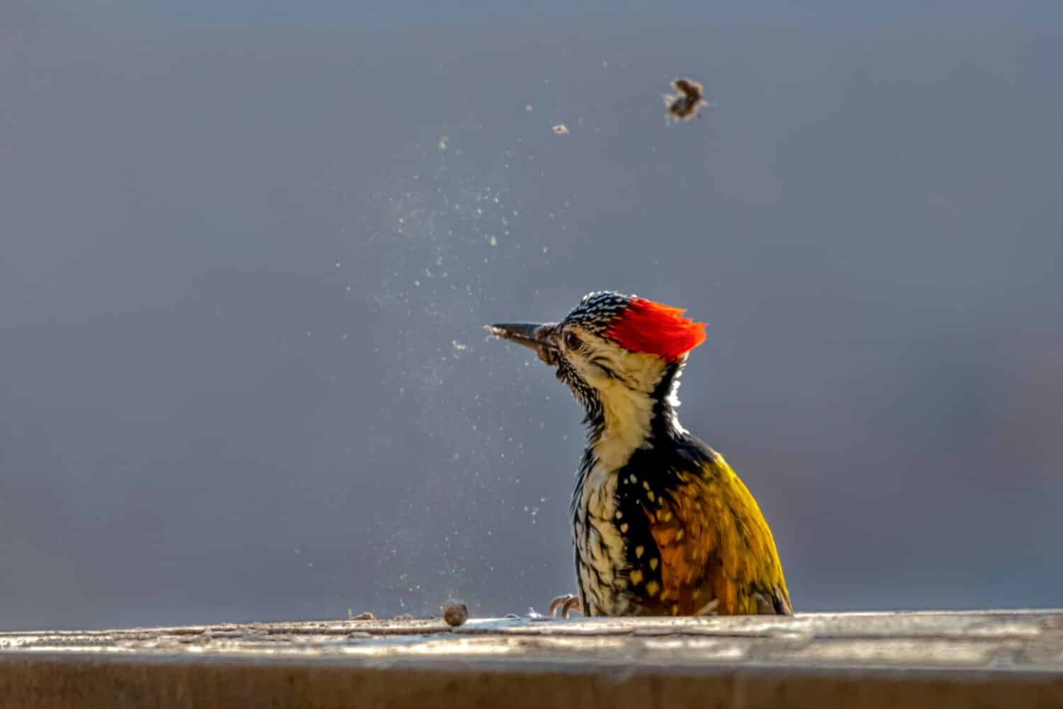 The black-rumped flameback, also known as the lesser golden-backed woodpecker or lesser goldenback, is a woodpecker found widely distributed in the Indian subcontinent