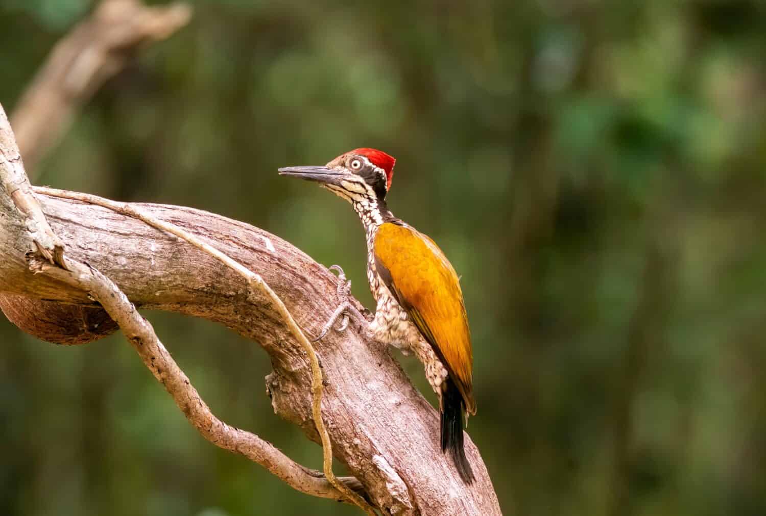 A greater flameback wood pecker perched on a tree branch on the deep jungles on the outskirts of Thattekad, Kerala