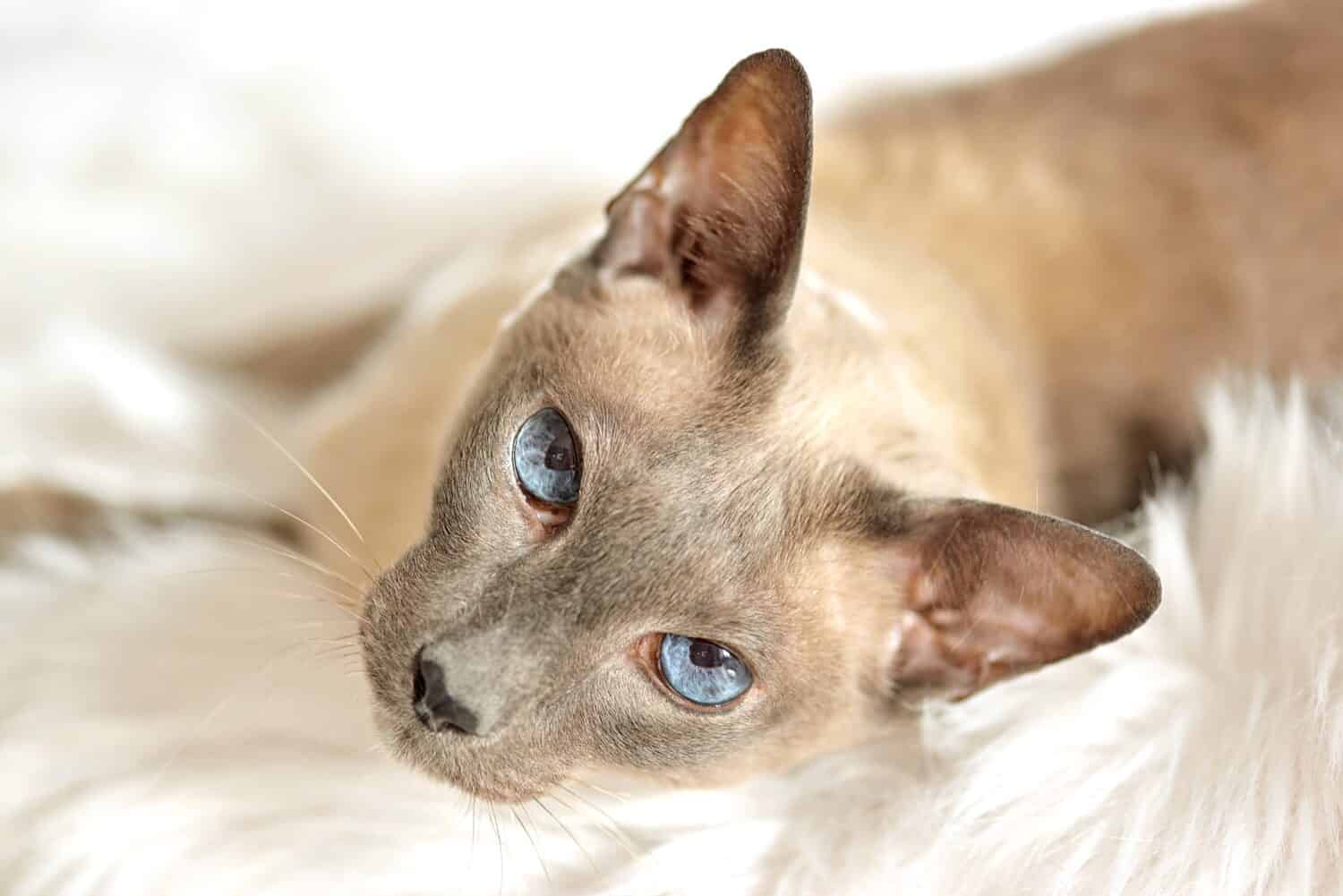 Blue Point Siamese cat at home