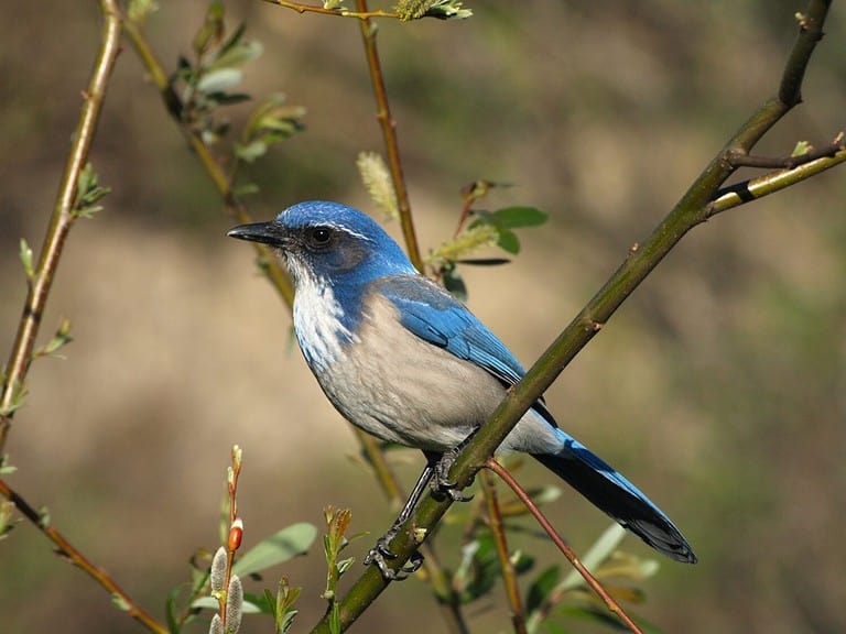 Discover 10 Blue Birds in California AZ Animals