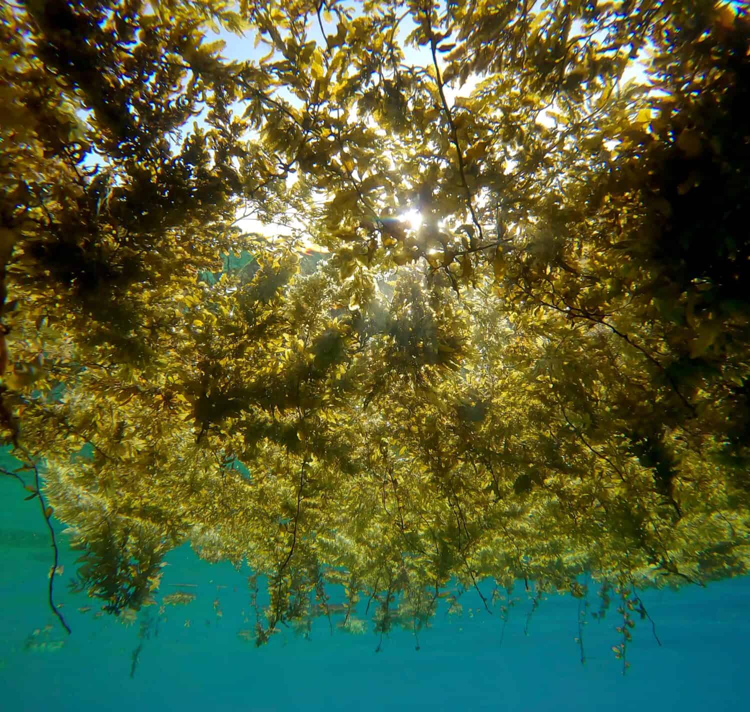 Islands of floating algae. Seaweed Brown Sargassum floating on surface of the water, sun's rays breaking through the thick grass. Underwater shot