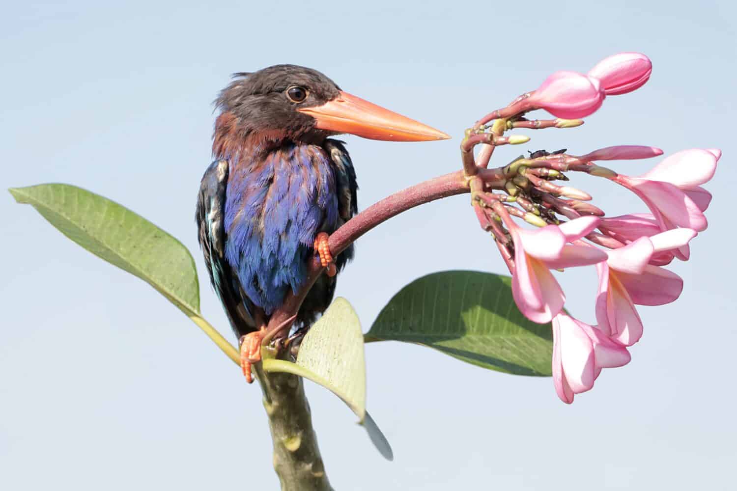 A Javan kingfisher perched on a frangipani flower branch. This predatory bird has the scientific name Halcyon cyanoventris.
