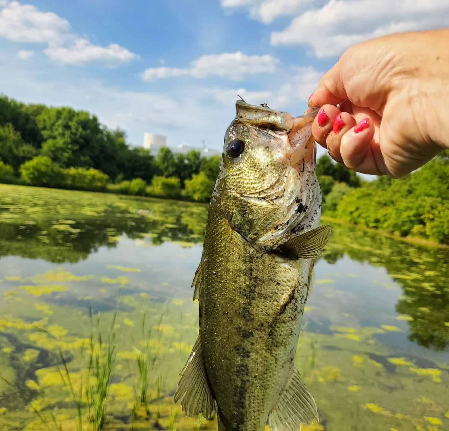 I found a fishing pond with lots of bass in Northern Ohio. The Lilly pads made for a great catch!