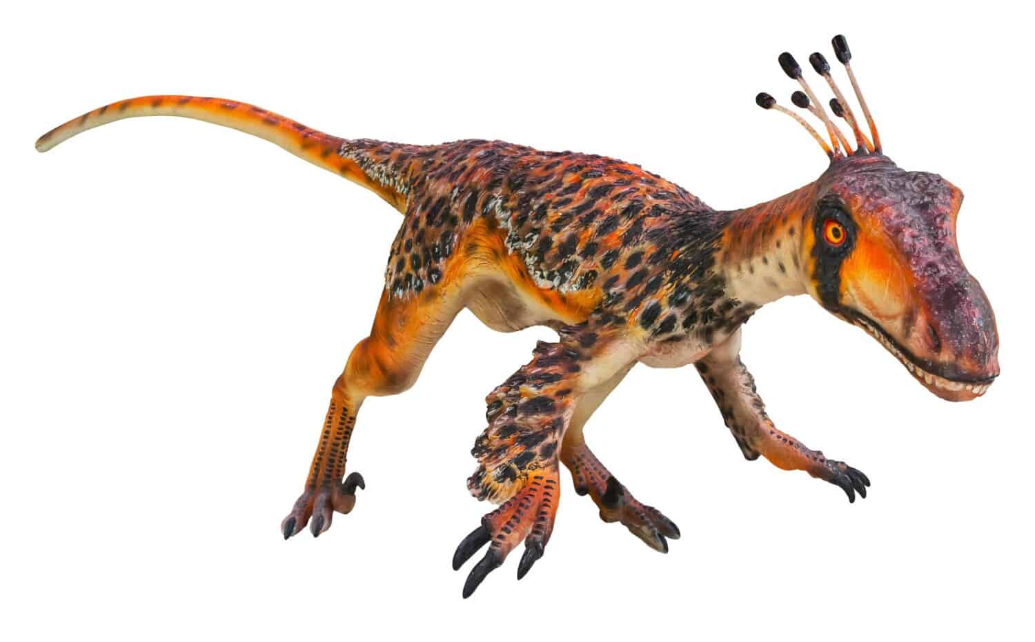 Graciliraptor is a carnivore genus of theropod dinosaurs from the early Cretaceous Period, It is a microraptorine dromaeosaurid, Graciliraptor isolated on white background with clipping path