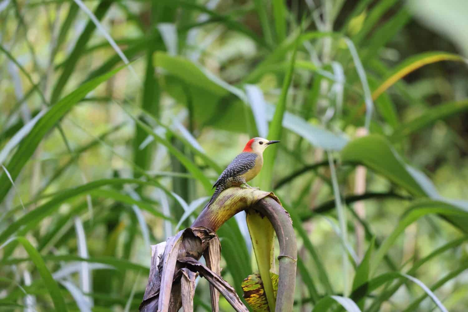 Jamaican woodpecker (Melanerpes radiolatus) in Jamaica