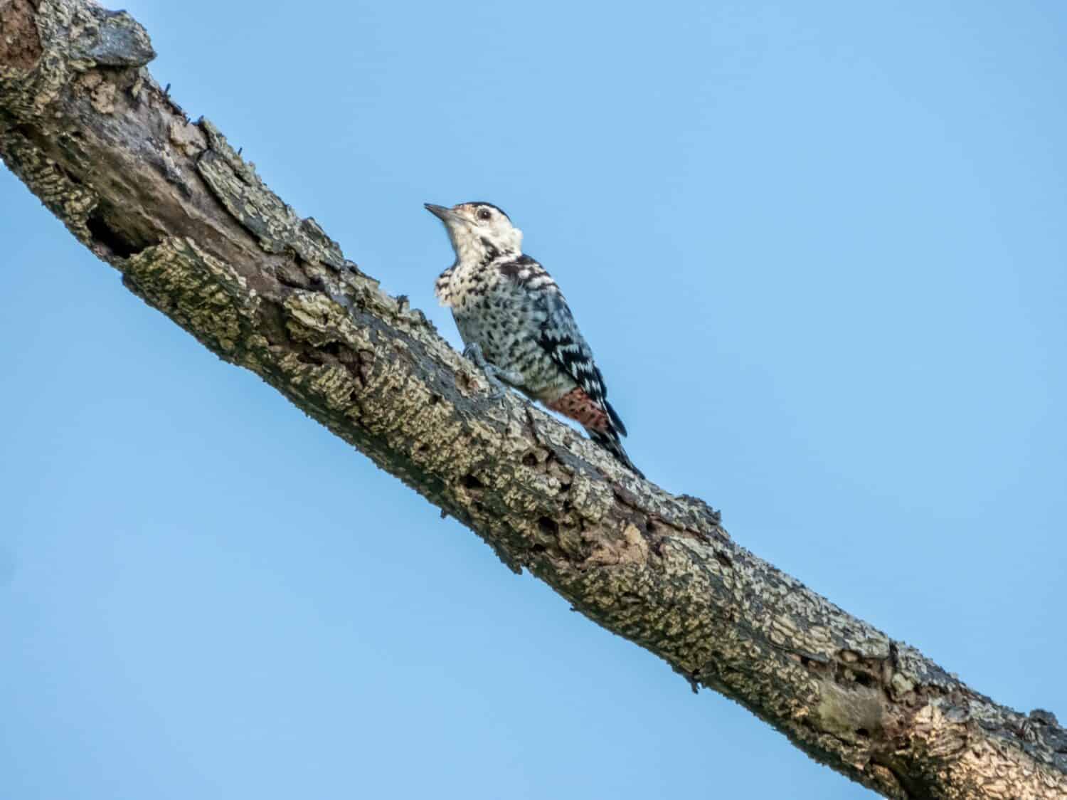 Freckle-breasted Woodpecker perched on tree