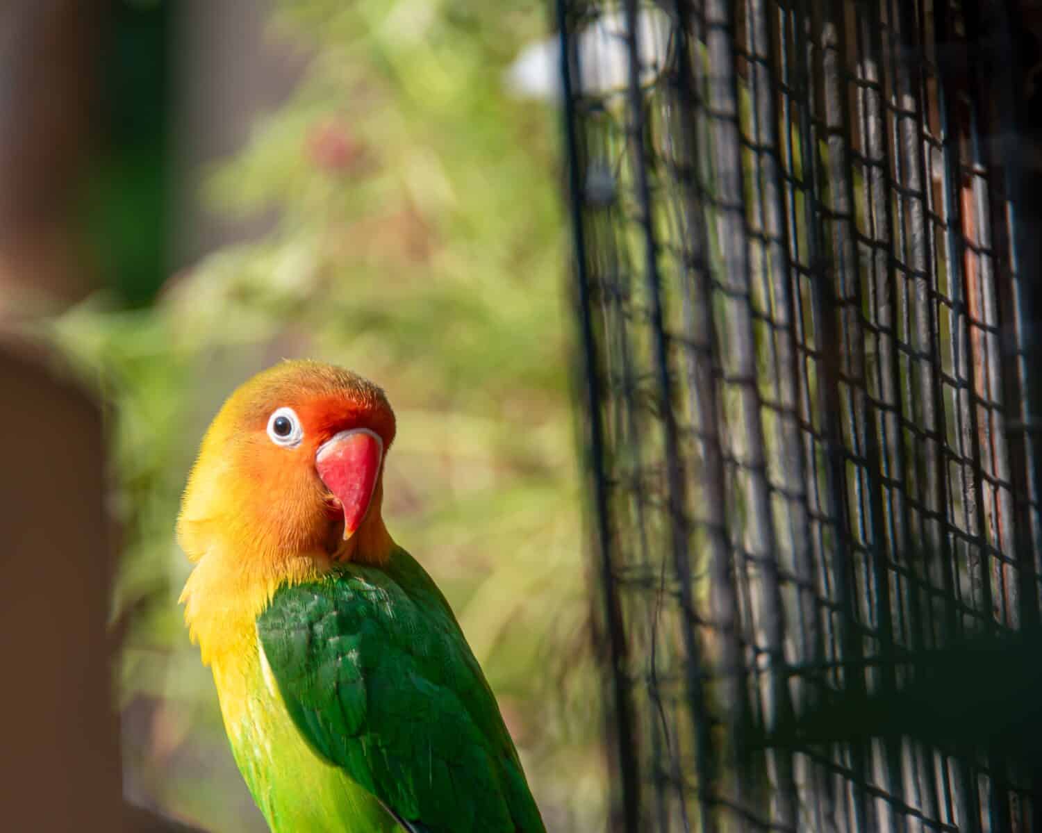 Lovebirds: Temperament, Diet, and Complete Care Guide - A-Z Animals