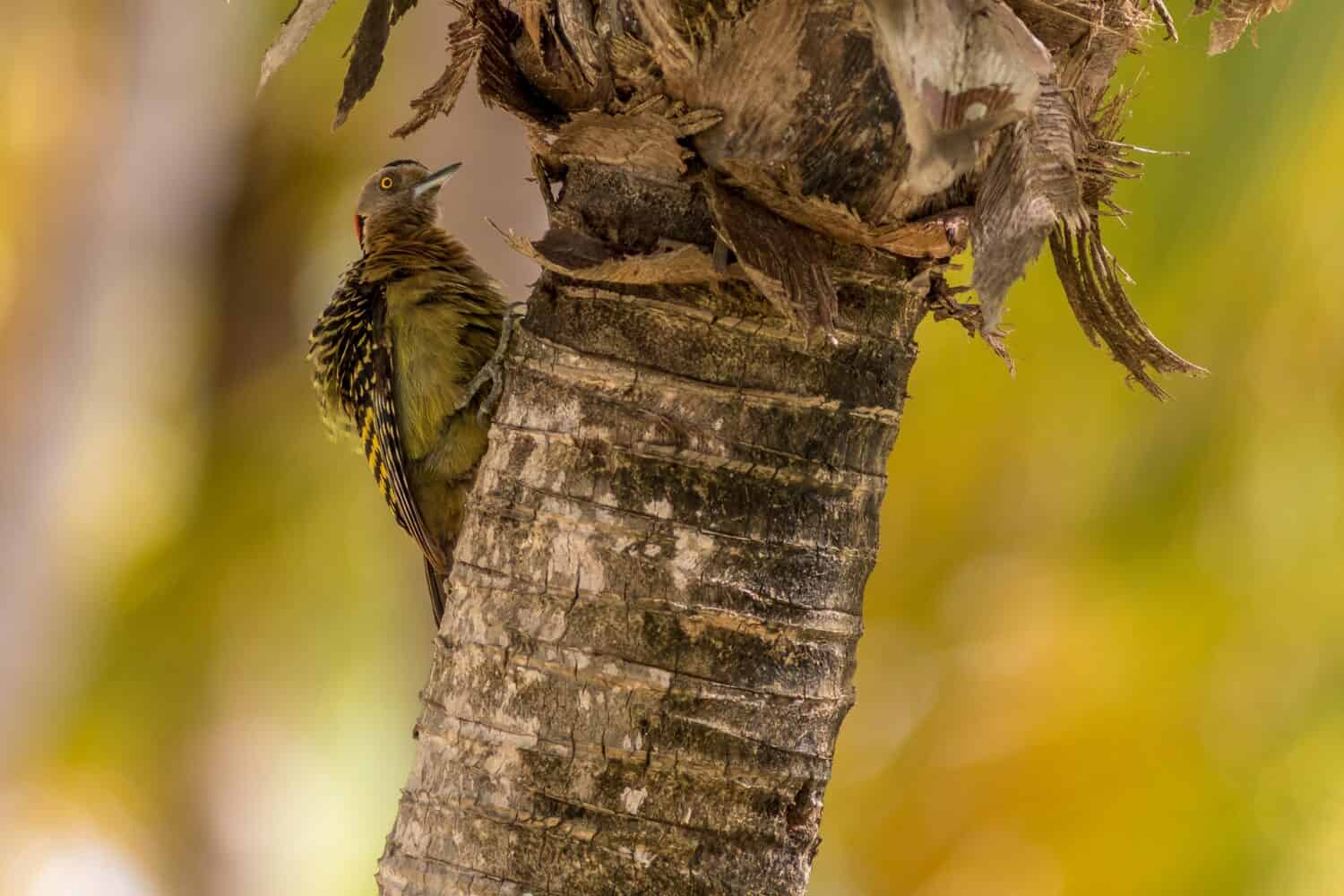 Hispaniolan Woodpecker (Melanerpes striatus) in a tree