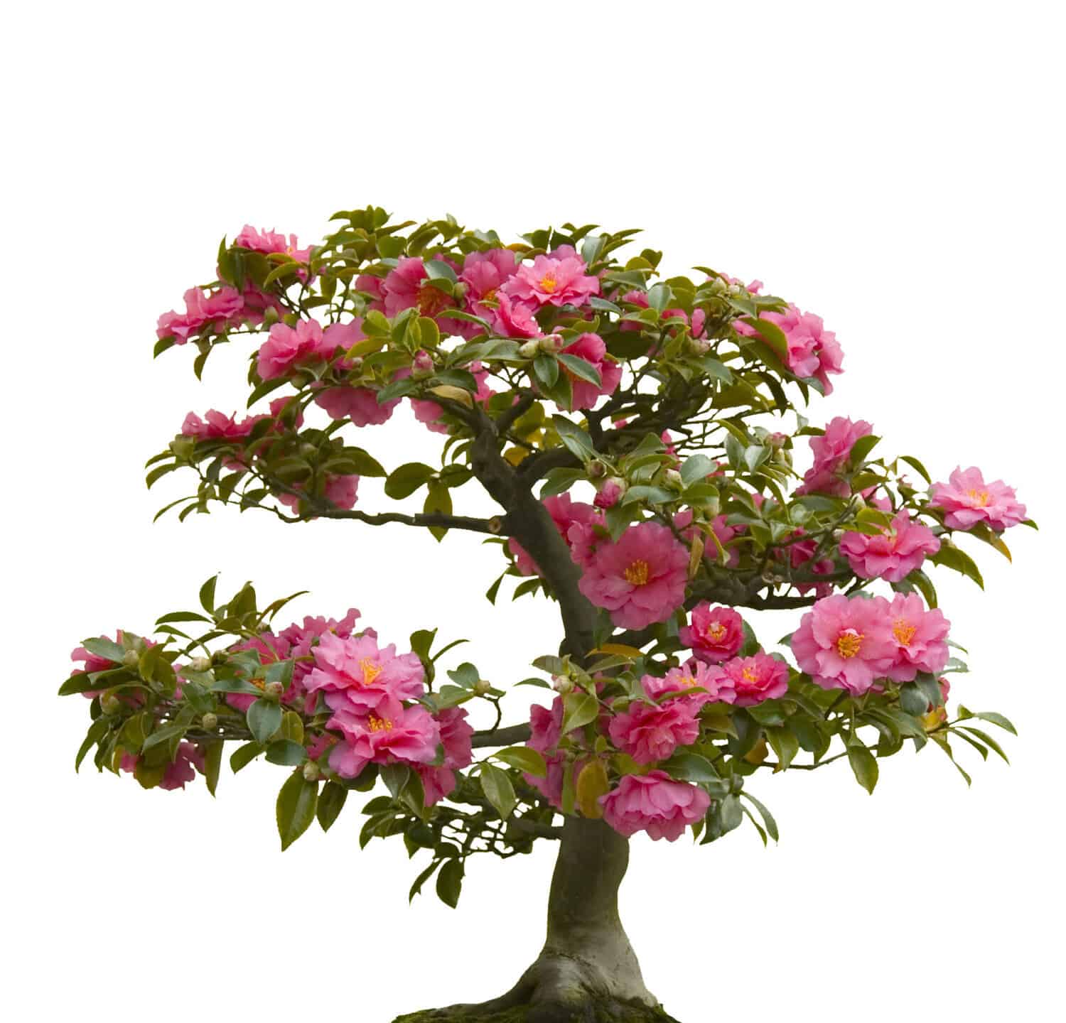Camellia bonsai