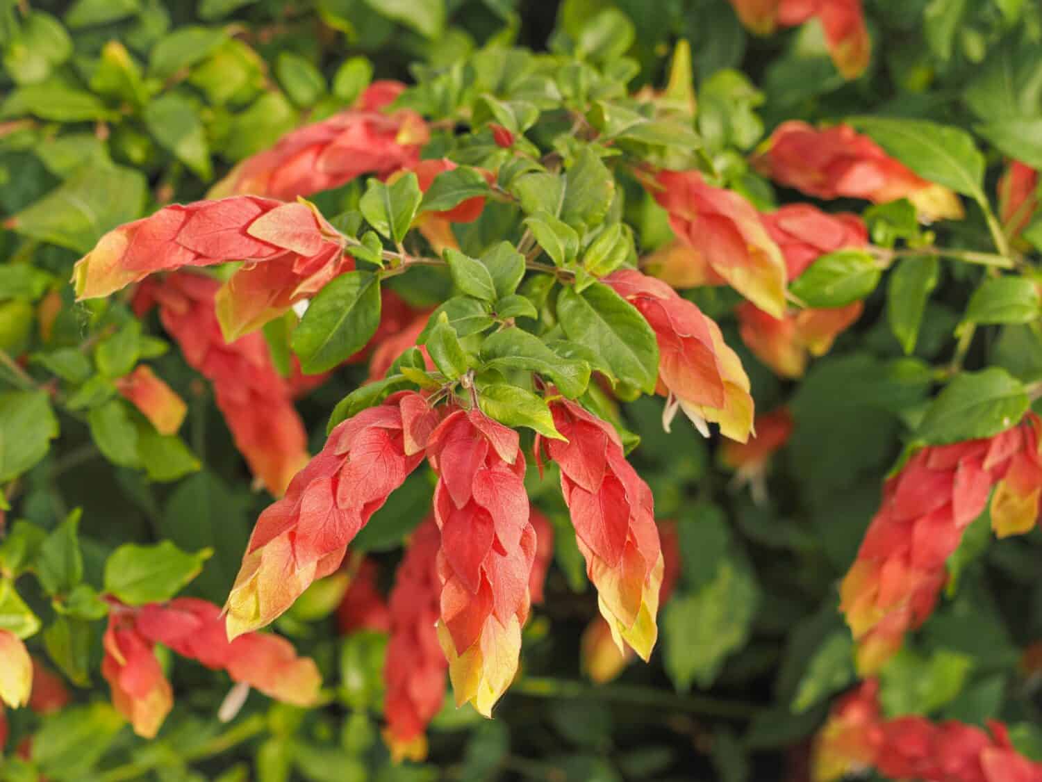Mexican shrimp plant, long colorful bracts which look somewhat like shrimps and green leaves, close up. Justicia brandegeeana or False Hop is evergreen shrub, flowering plant of the family Acanthaceae