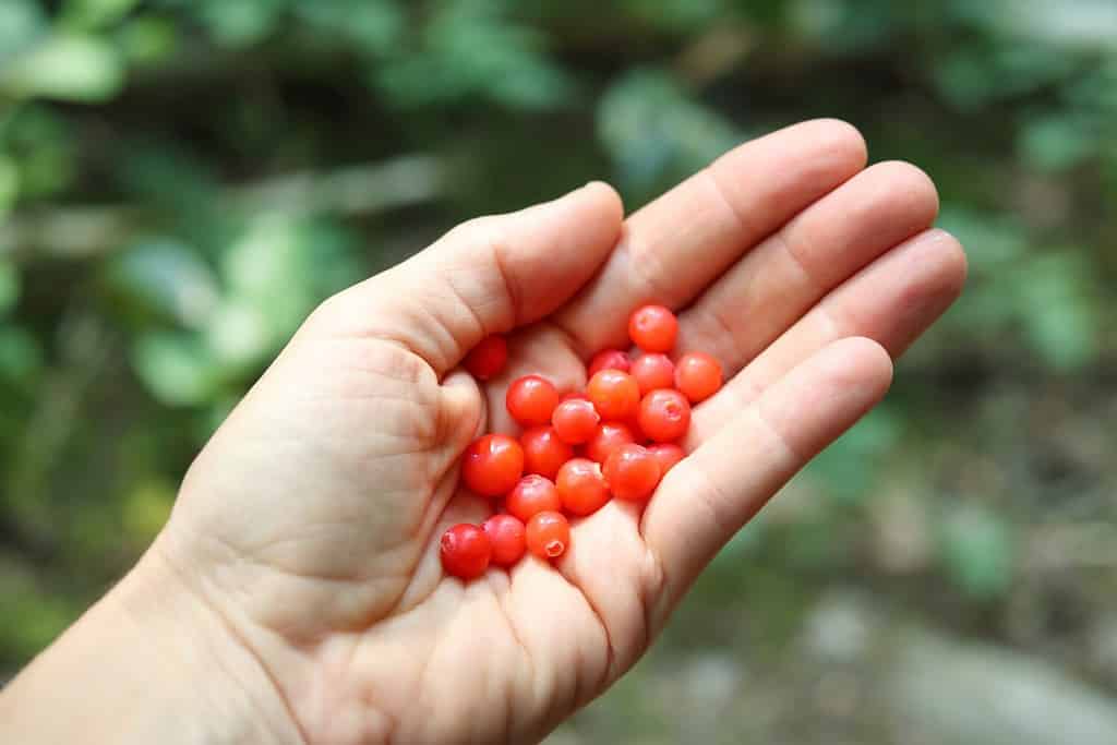 Red huckleberry harvest in hand of woman hiker in forest. July or early summer. Wild ripe Huckleberry berries edible for humans, bears and wildlife. North Vancouver, BC, Canada. Selective focus.