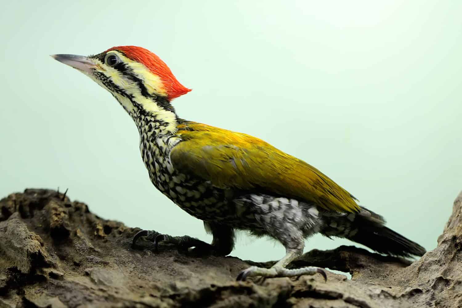 A male common flameback or common goldenback is looking for prey in a rotting tree trunk. This bird, which has the scientific name Dinopium javanense, likes to prey on insects and small reptiles. 