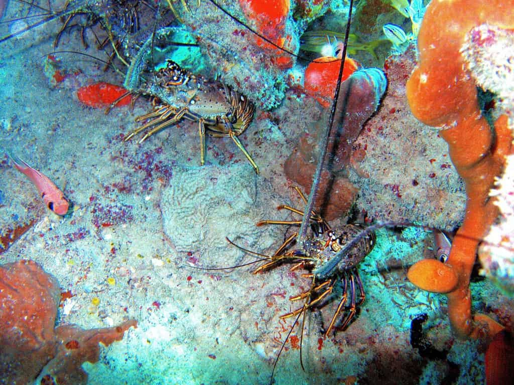 Caribbean spiny lobster, rock lobster, Florida spiny lobster, West Indian spiny lobster, crawfish, crayfish, bug