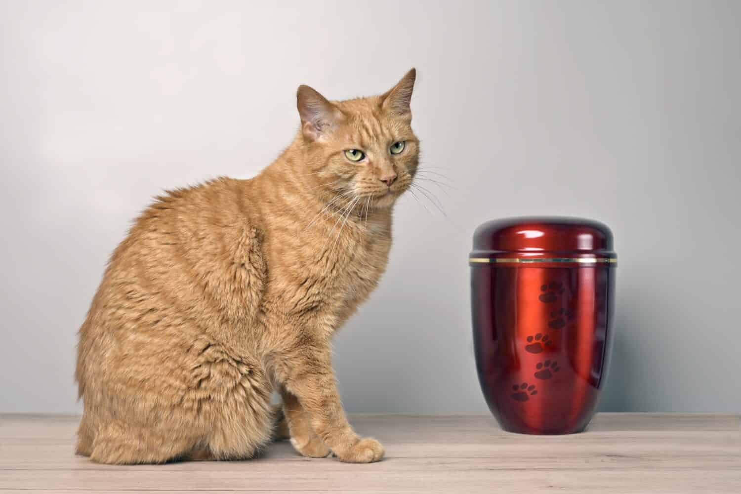 In remembrance of a pet. Tabby cat sits near an pet urn and mourns.