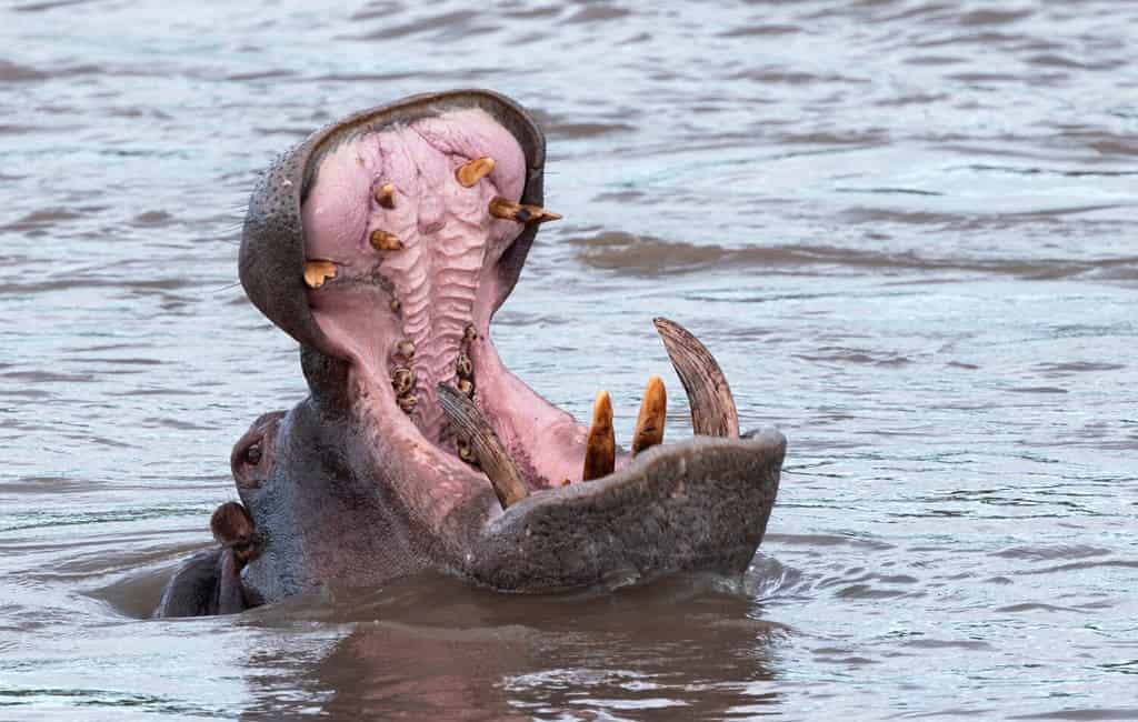 A territorial Hippo bull makes a huge gaping yawn as a warning to other males to keep out of his territory. They will also make this threat gesture to humans on the riverbank.