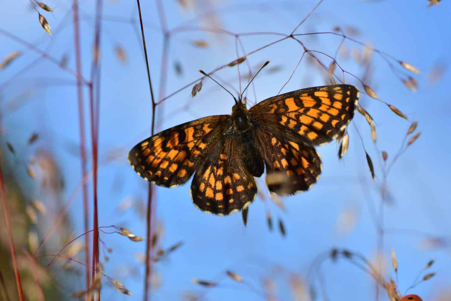 Discover the 8 Rarest Butterflies Fluttering Around England - A-Z Animals