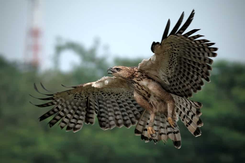 Changeable hawk-eagle, Nisaetus cirrhatus, close up, flying eagle with outstretched wings