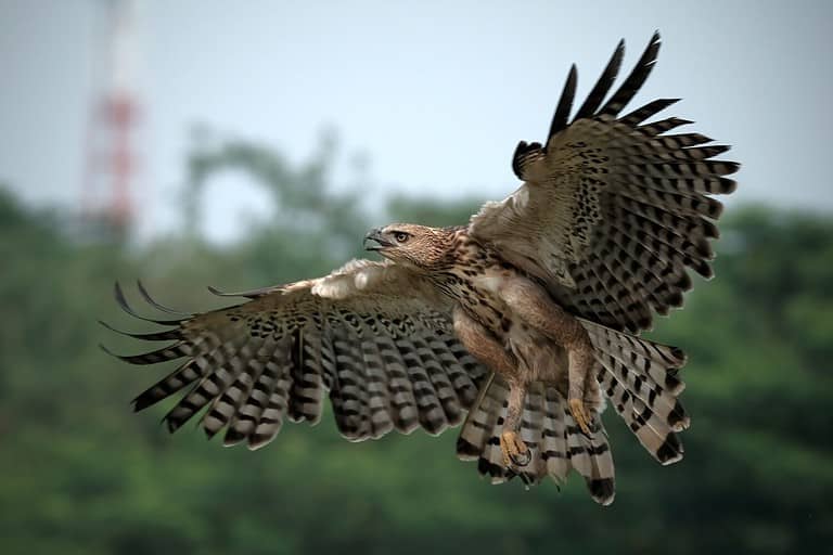 Changeable hawk-eagle, Nisaetus cirrhatus, close up, flying eagle with outstretched wings