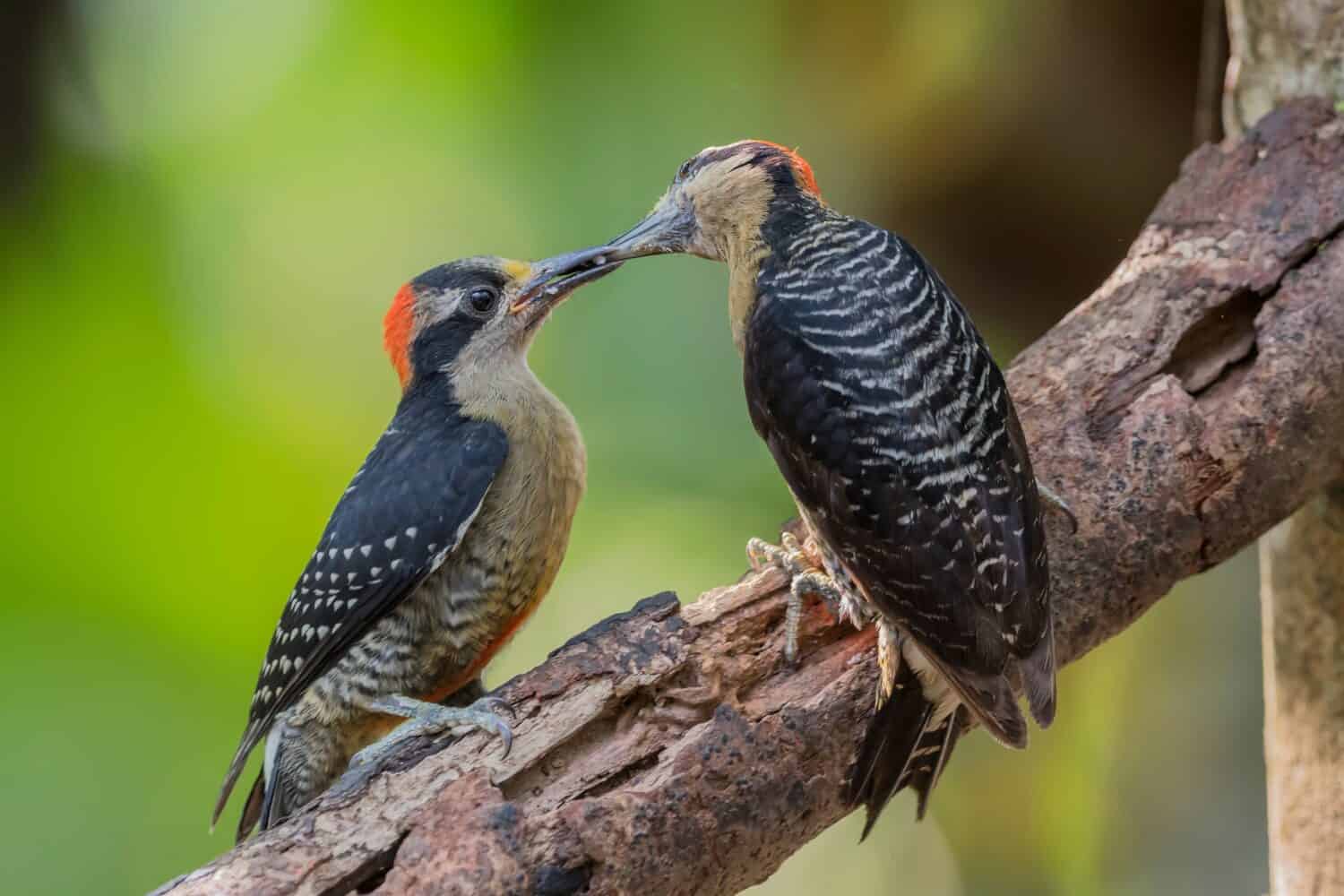 Black cheeked woodpecker (Melanerpes pucherani)