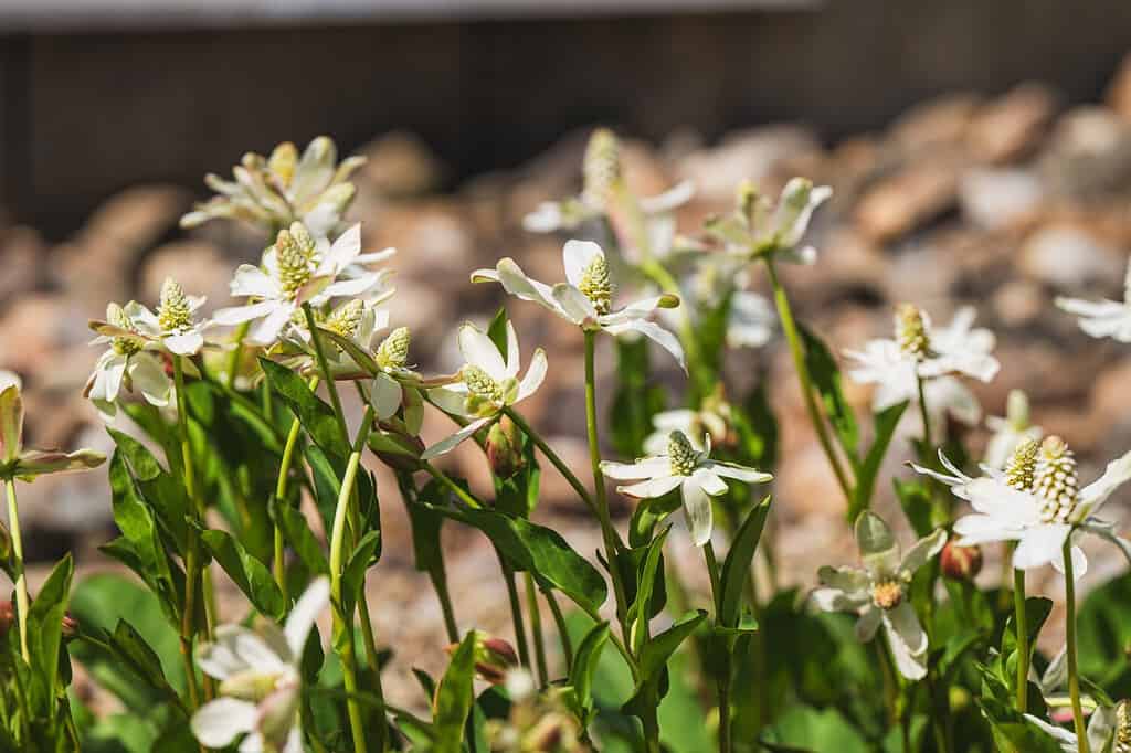 White Flowering anemopsis californica yerba mansa lizard tail Alpine Plant