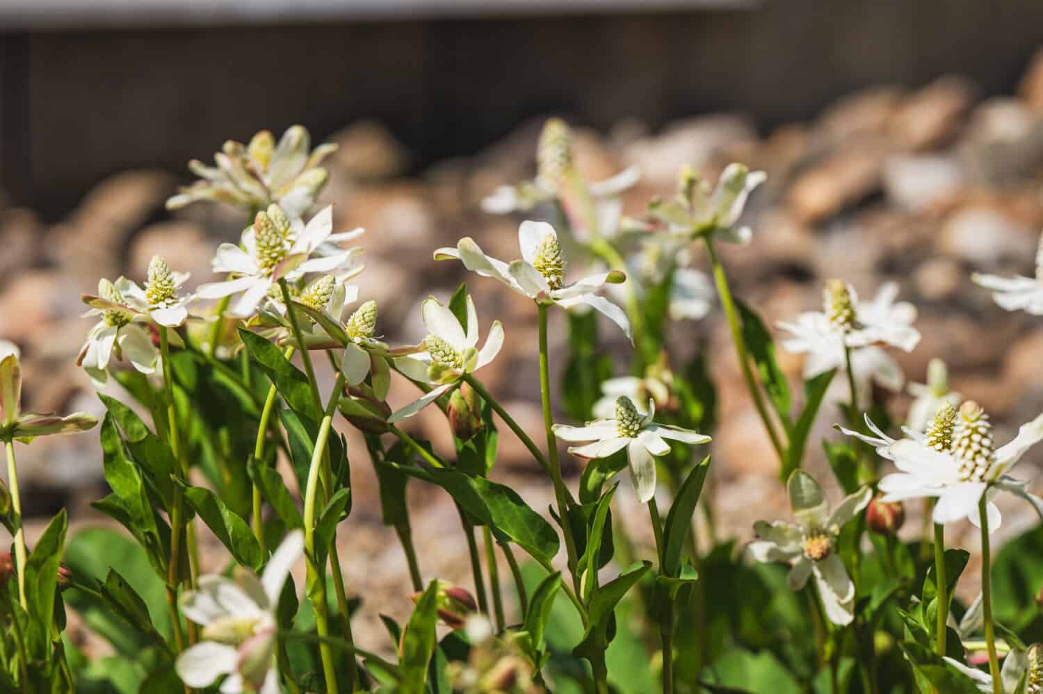White Flowering anemopsis californica yerba mansa lizard tail Alpine Plant