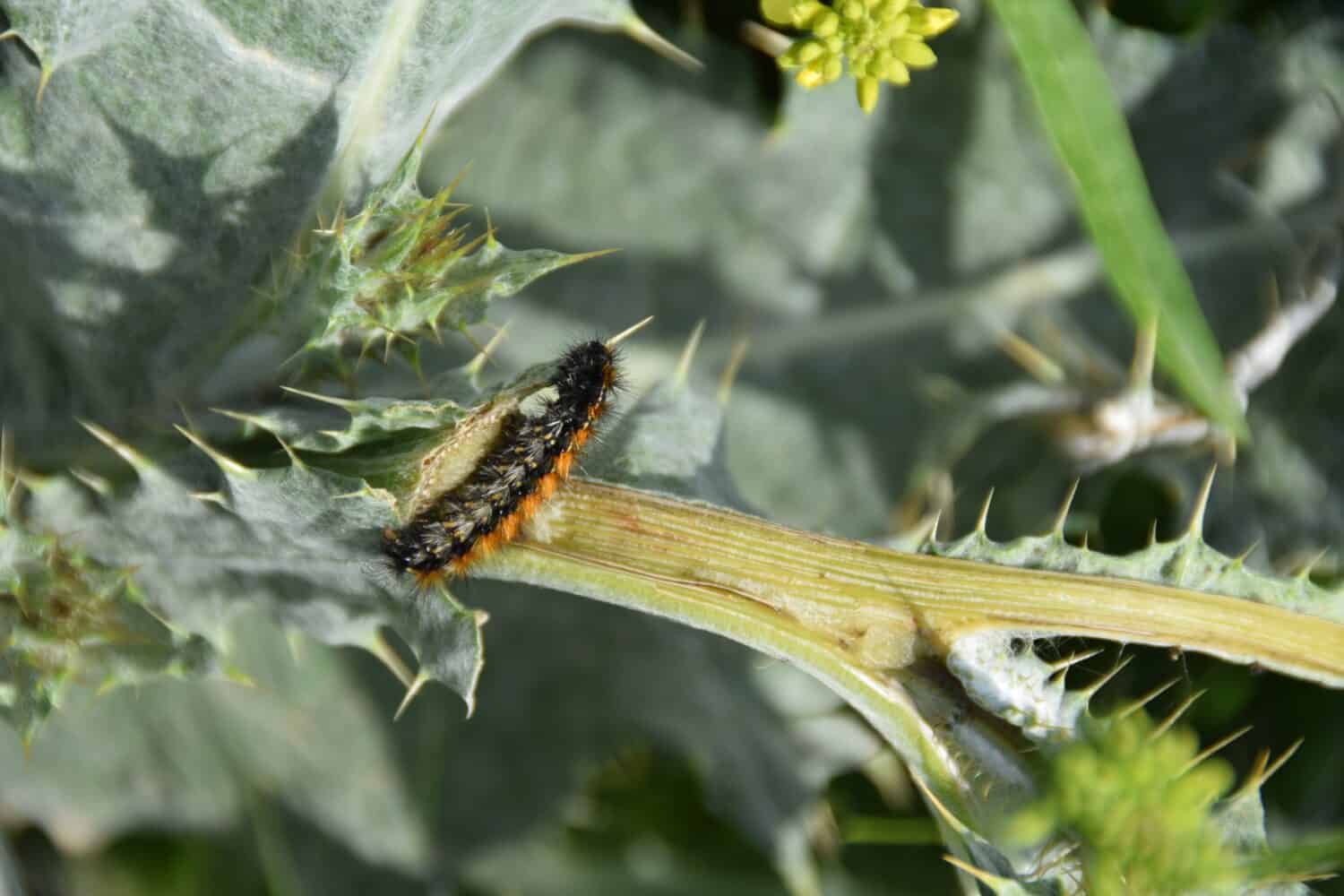 Caterpillar of a thistle moth on a thistle, near Amman, Jordan