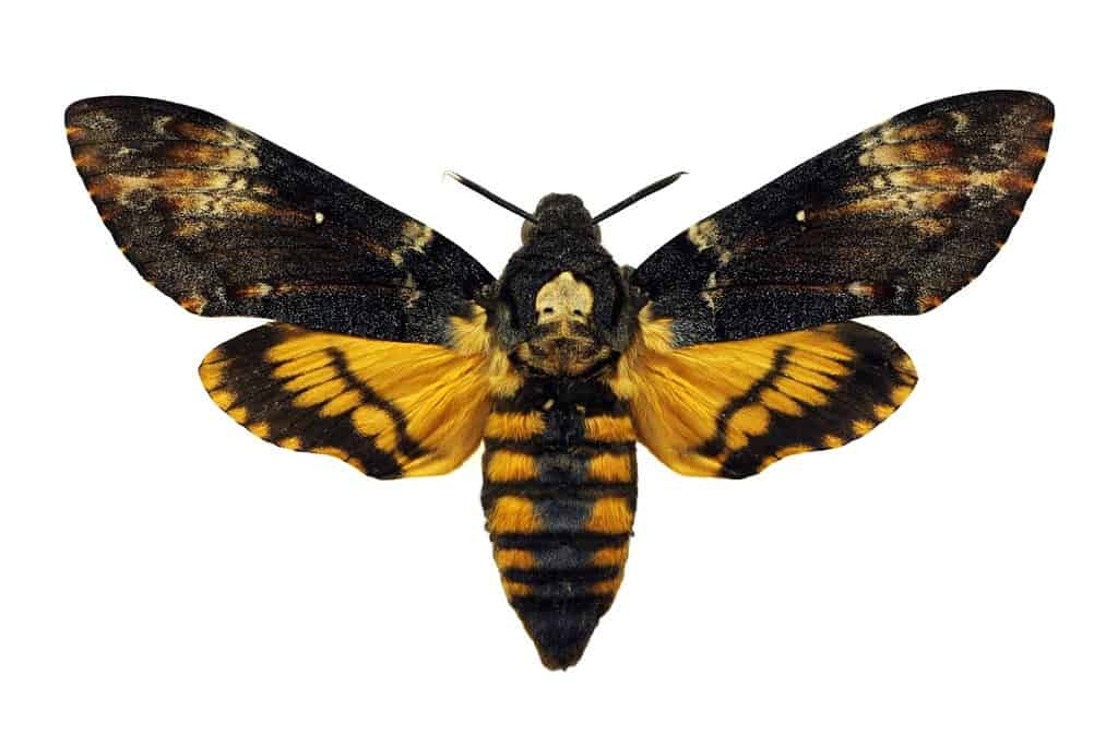 Death's-head Hawkmoth isolated