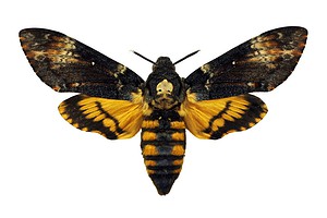 Discover the Ominous Meaning of the Death’s-Head Hawkmoth Picture