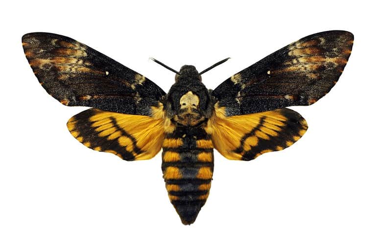 Death's-head Hawkmoth isolated