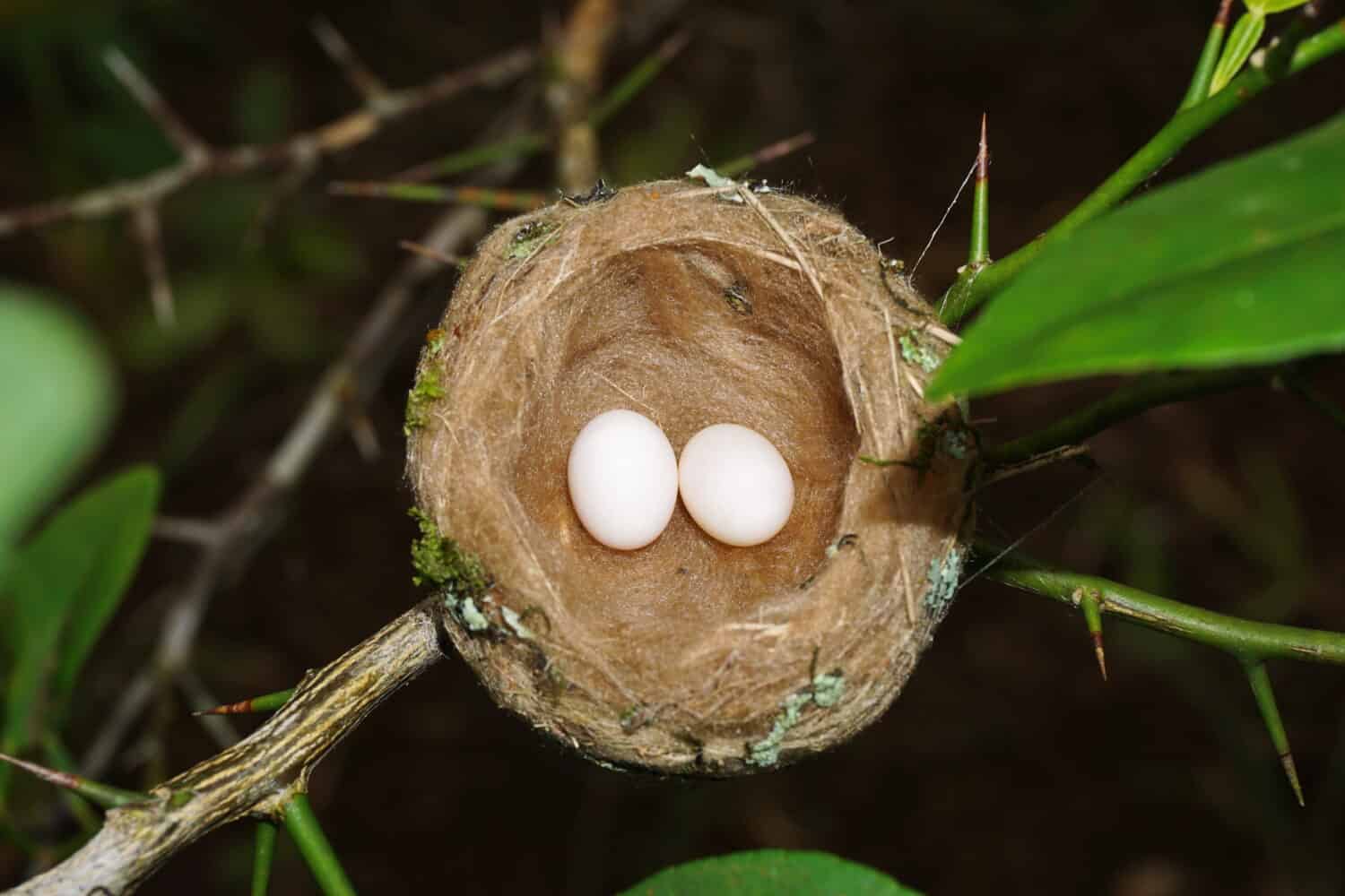 Hummingbird nest with two eggs, Panama, Central America