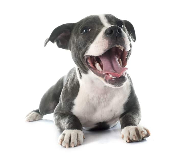 puppy staffordshire bull terrier in front of white background