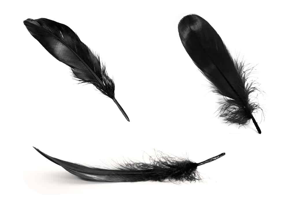 Black feathers on white background.