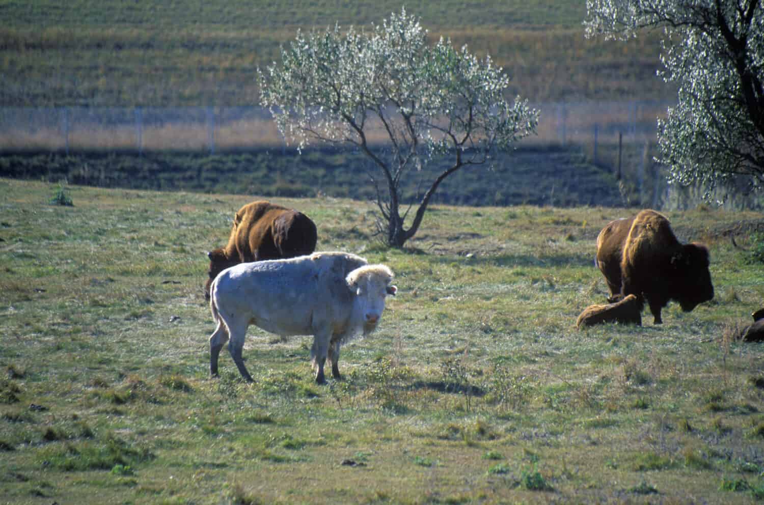 White bison standing in the National Buffalo Museum, Jamestown