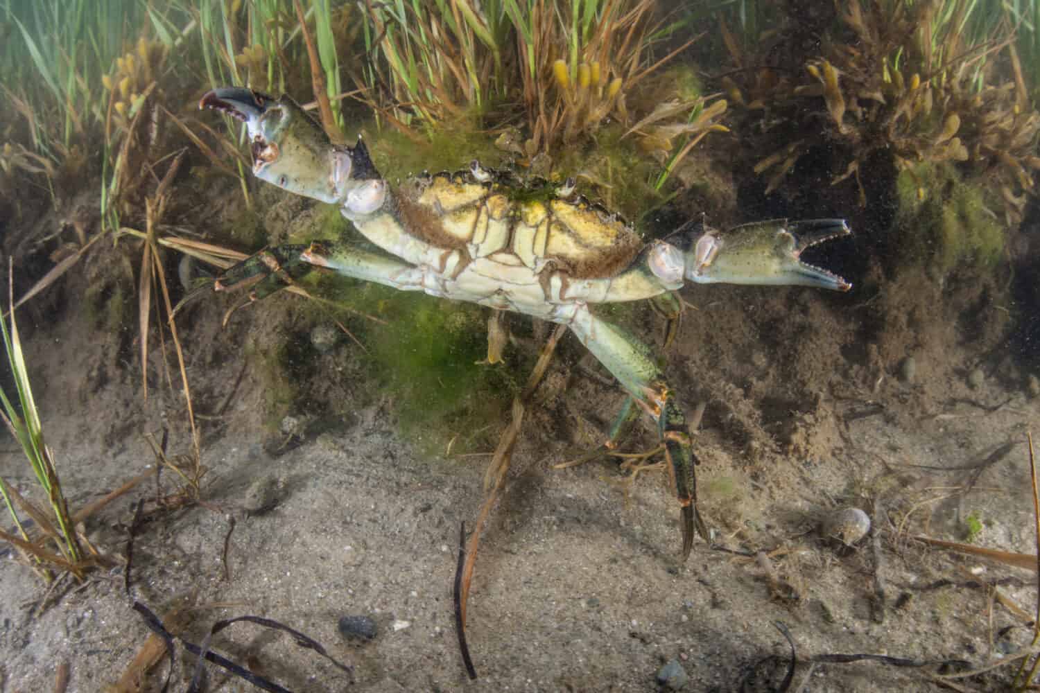 A purple marsh crab (Sesarma reticulatum) crawls in a marsh on Cape Cod, Massachusetts. This species feeds on cordgrass and burrows into the marsh sediments.