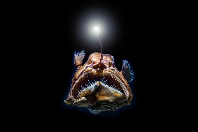 angler fish