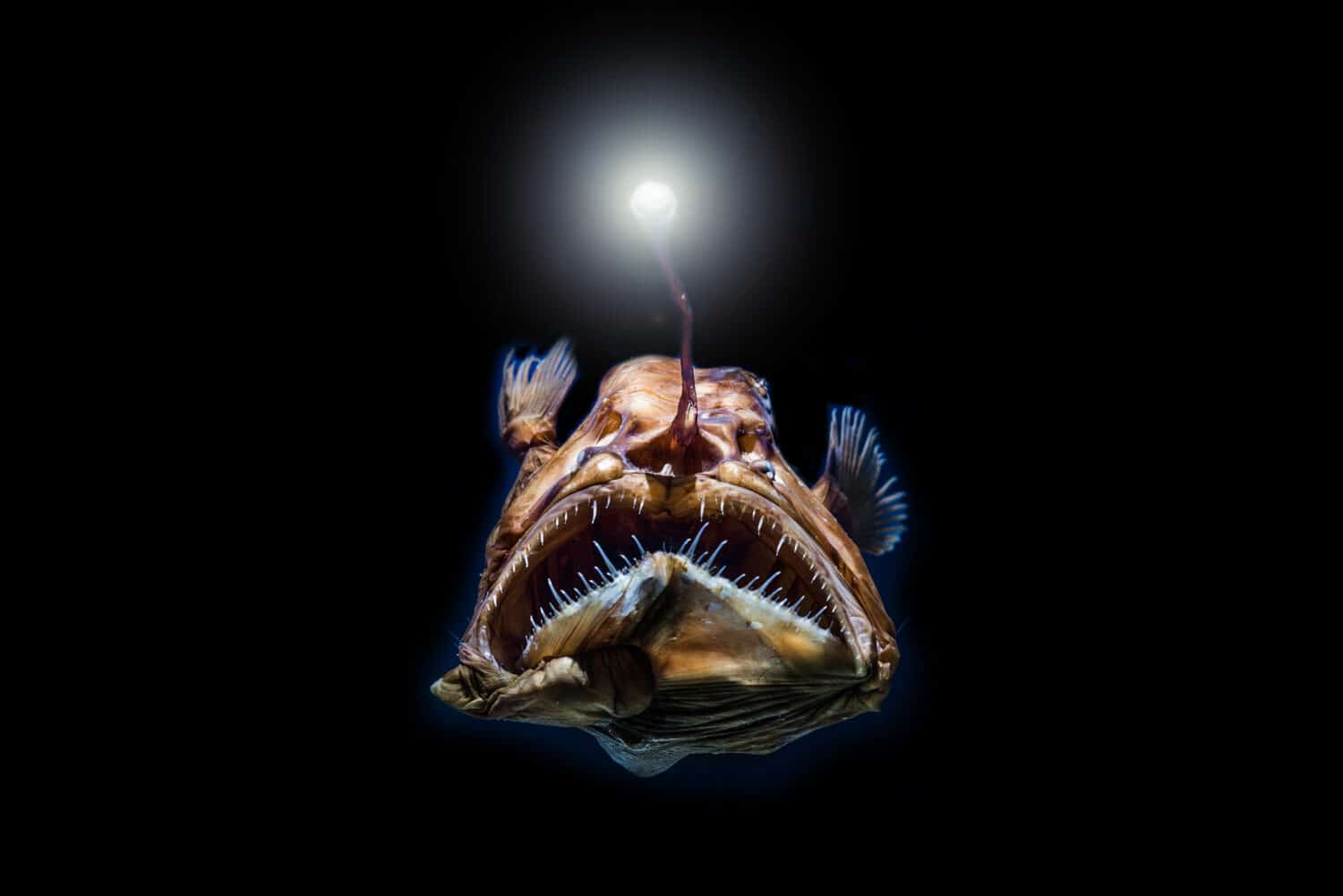 abyssal zone angler fish
