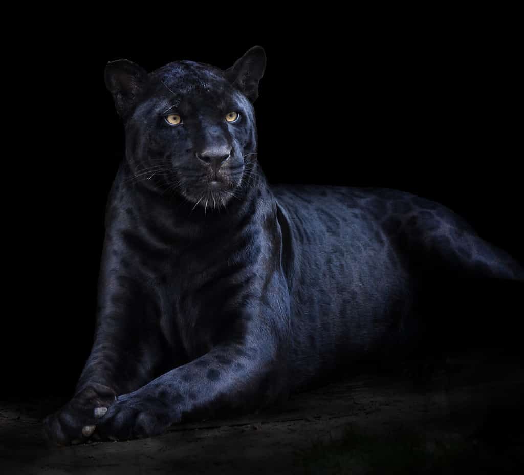 black Jaguar