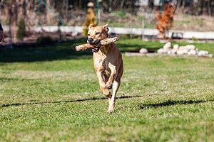 Pit Bull and Golden Retriever: Everything You Need to Know About the Mix Picture