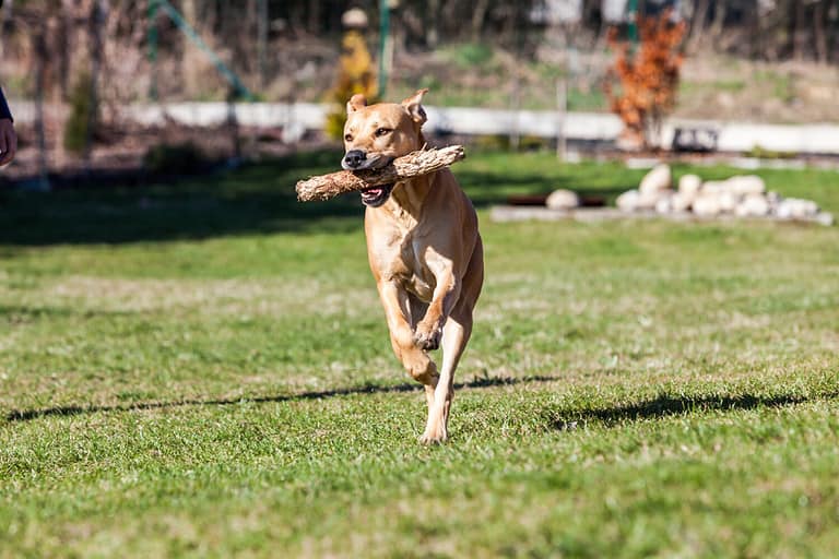 Brown mixed shelter dog