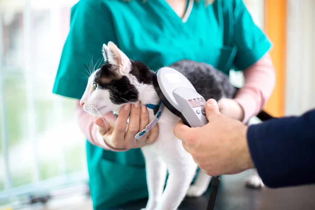 Veterinarian checking microchip of cat in vet clinic