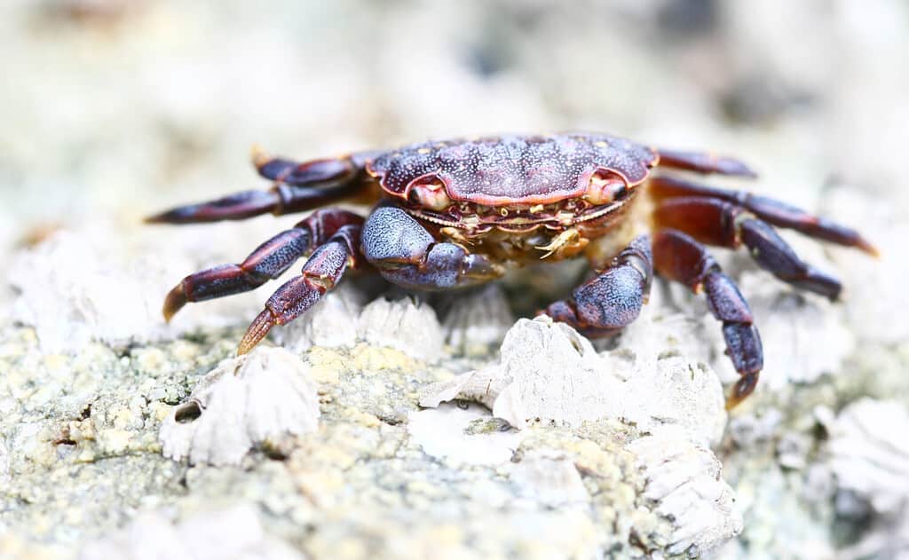 Purple Shore Crab (Hemigrapsus nudus) on the beach of Orcas Island