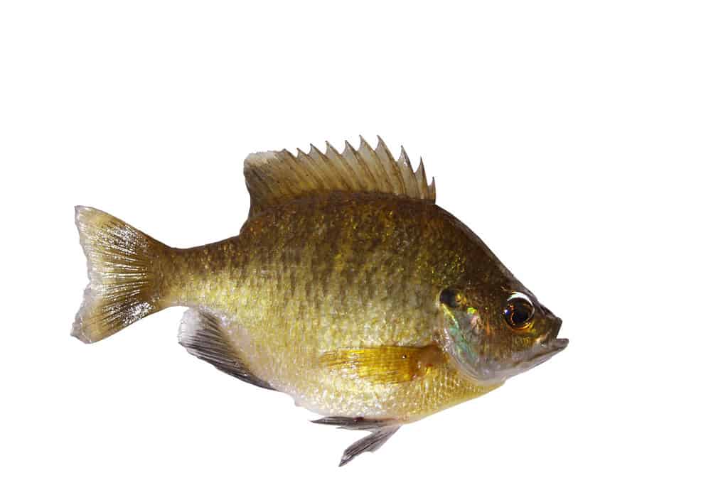 Bluegill sunfish, Lepomis Macrochirus isolated with path