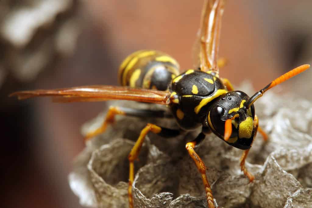 Close-up of a live Yellow Jacket Wasp