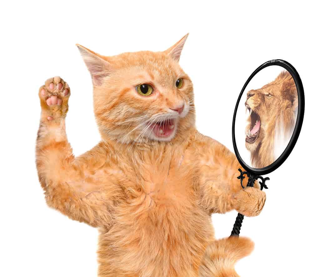 Cats do not recognize their reflections in a mirror.