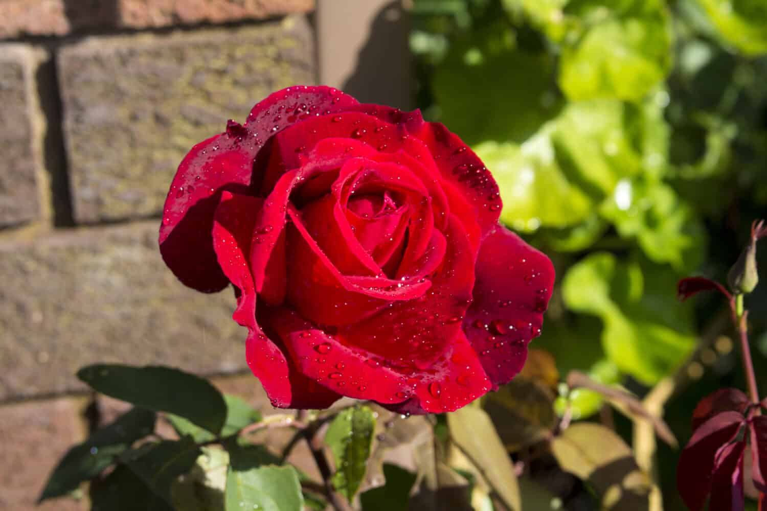 Beautiful  scented romantic  intense  red Climbing Chrysler Imperial   hybrid tea  rose in bloom in early spring after a shower of rain  adds charming color  and intense perfume to the garden.