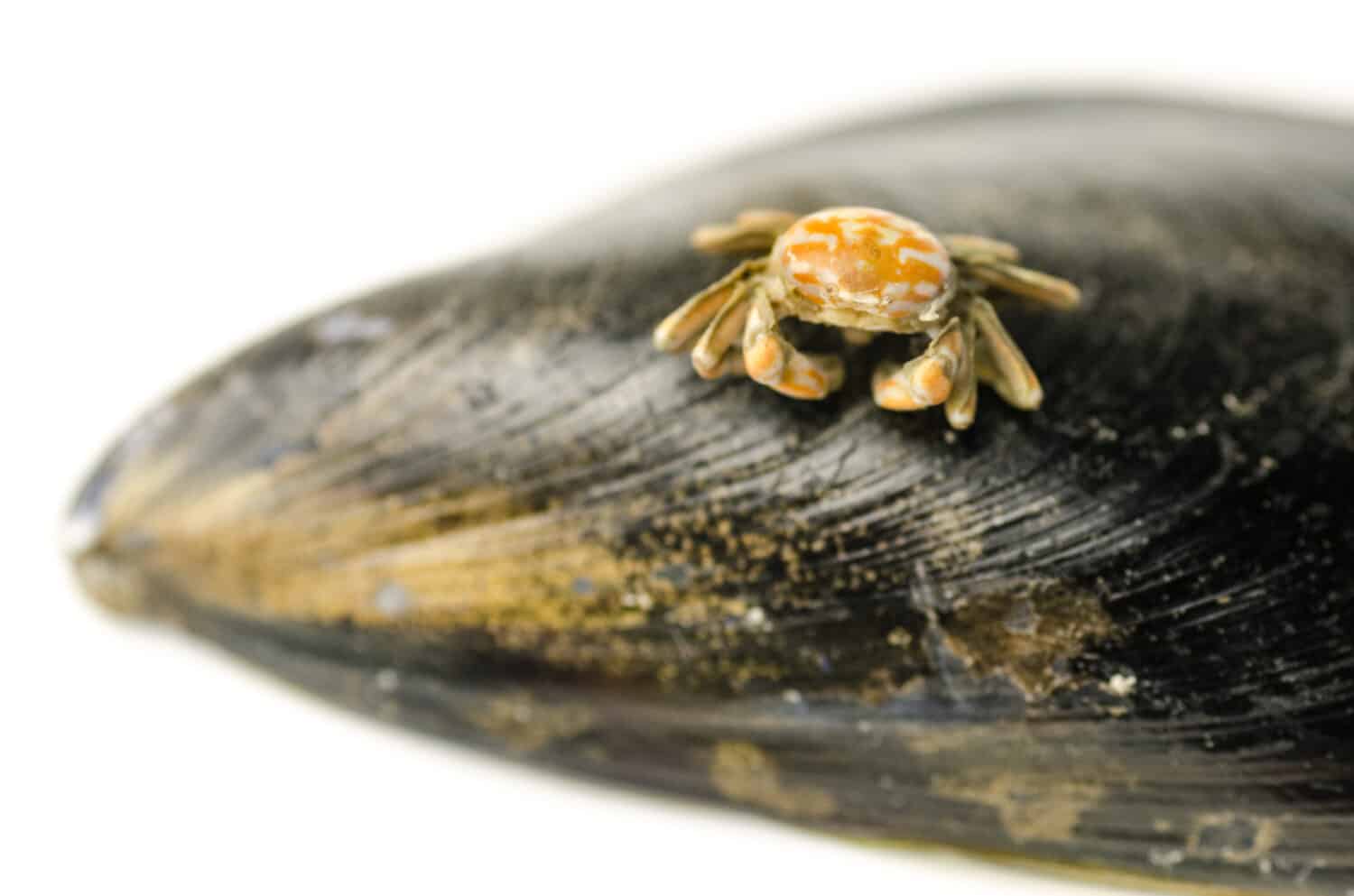 Close -up of Pea crab on a mussel shell