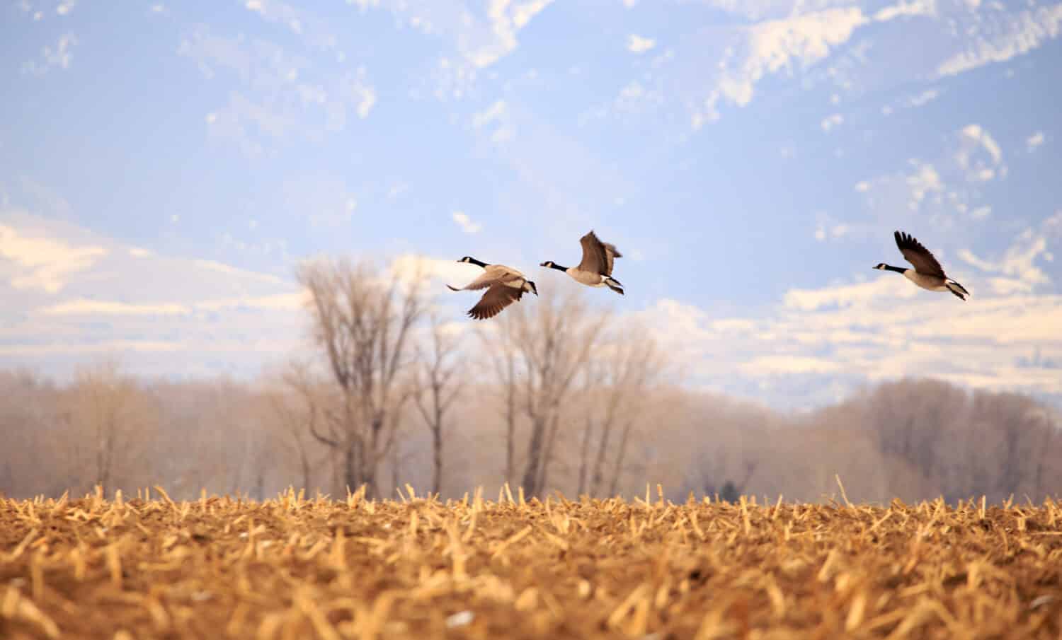 Flock of geese flying over picturesque landscape